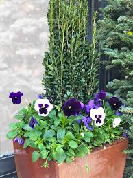 Holly Container Garden Diy Winter Container Gardening Diy Container Gardening Container Gardening Flowers