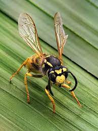 Wasps near the home can ruin outdoor activities and make yardwork difficult. Wasp Wikipedia