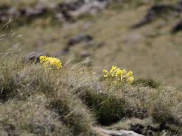 Image result for Cyrtanthus galpinii