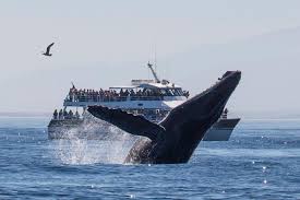 During the designated whale watching. The Best Summer Whale Watching Tours Travel Channel
