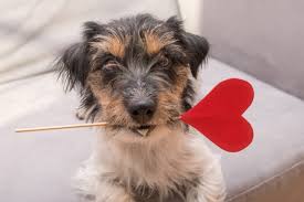 A dog name that means love is perfect for any kind of dog due to their lovely behaviors. 125 Dog Names That Mean Love