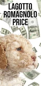 Review how much lagotto romagnolo puppies for sale sell for below. Lagotto Romagnolo Price How Much Do Lagotto Romagnolo Puppies Cost Lagotto Romagnolo Puppy Lagotto Romagnolo Hypoallergenic Dog Breed