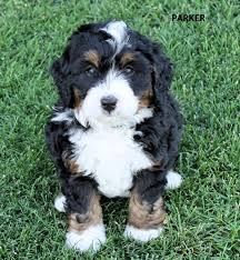 Truly, the experience from start to finish with infinity pups was amazing! Bernedoodle Puppy Pricing Rocky Mountain Bernedoodles
