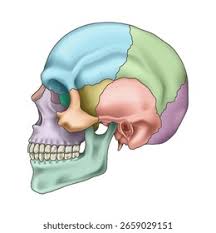 Image result for Parietal Bone