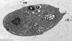 We did not find results for: Eukaryote Found That Lacks Mitochondria Powerhouse Cell And Molecular Biology