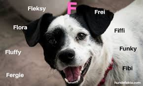 Man skal tænke på at det er et hundenavn som skal følge hunden resten af livet, og et navn man virkelig synes lyder godt og passer til lige netop din når du har fundet det perfekte hundenavn, kan du passende tjekke vores mange fine ting i webshoppen, som er nødvendige, når der kommer en ny. Hundenavn Til Tispe Stor Alfabetisk Liste Over Hundenavn 2021