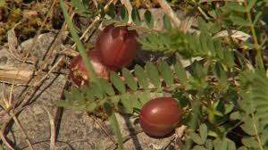 Image result for Pycreus gracillimus