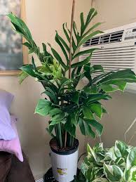 Image result for Bidens pinnatipartita