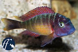 Mit löwe kasanga, circus krone, münchen, bayern. Von Wegen Friedliche Pflanzenfresser Tropheus Sp Kasanga Aqualog De