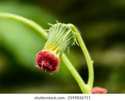 Image result for Crassocephalum radiatum