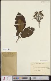 Image result for Dichaetanthera corymbosa