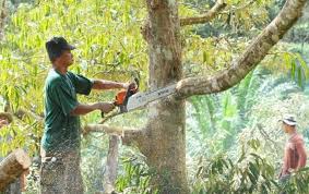 Hutan simpanan kekal di negeri perak xlsx paling popular. Jbraqwah4lkujm