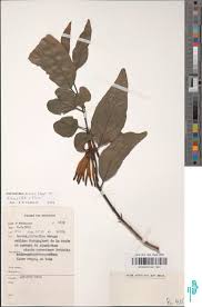 Image result for Agelanthus krausei