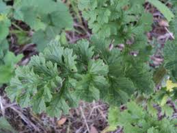 Image result for Solanecio sp.no.1