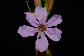 Image result for Lythraceae