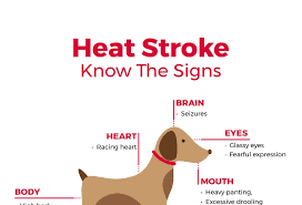 Why Is My Dog Panting And Restless Signs Of Heat Stroke Infographic