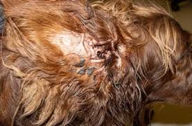 Image result for mold in the ear dog