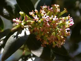 Image result for Olinia rochetiana