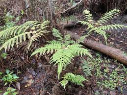Image result for Pteris tripartita