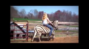 Copy of Zebra Being Ridden For The First Time!