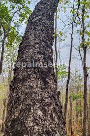 Image result for Dalbergia boehmii