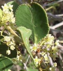 Image result for Monothecium glandulosum