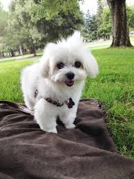 Summer Afternoon With Happy Cutest Maltese Dog Cute Cats And Dogs Maltese Dogs Maltese Puppy