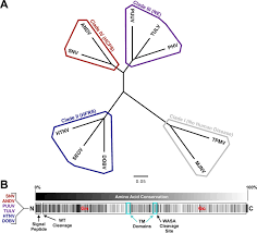 Hamster picture 835 1000 jpg. Hamster Picture 835 1000 Jpg Mechanochemical Evolution Of The Giant Muscle Protein Titin As Inferred From Resurrected Proteins Nature Structural Molecular Biology A Wide Variety Of Hamster Picture Options Are