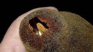 Image result for Macropsychanthus