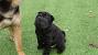 Full Grown Black Shar Pei