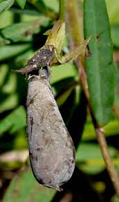 Image result for Crotalaria schlechteri