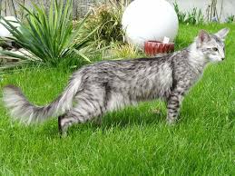 Beautiful Black And White Spotted Cat Of Hellas Siamesen Und Orientalen Unsere Zuchtkatzen Pretty Cats Tabby Cat Unique Cats