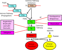 Image result for Anticoagulation Pathway