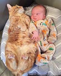Cat Snuggles With Human Baby Video Cattime Kitten Care Cats Snuggling Cat Cuddles
