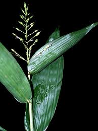 Image result for Olyra