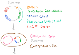 For transformation to take place. Bacterial Transformation Protocol With Competent Cells