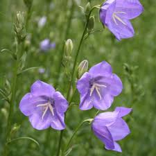 Image result for Campanula