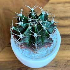 Those colorful scions generally don't have enough chlorophyll to survive on their. Why Is Your Moon Cactus Dying And Can It Be Saved A Natural Curiosity