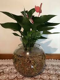 Simply Rinsed Potting Mix Away And Placed Anthurium In Fish Bowl Of Water Anthurium Indoor Plants Plants