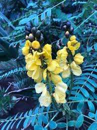 Image result for Senna didymobotrya