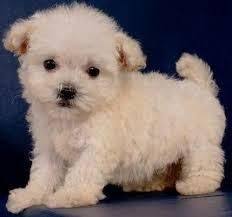 Looking for a puppy or dog in florida? Maltipoo Puppies For Sale Gainesville Fl 108432