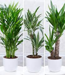 ***** cycas revoluta ball mit blättern mit cocopeat produktdetails. Zimmerpflanzen Mix Palme Xxl 1a Zimmerpflanzen Baldur Garten