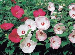 Image result for Hibiscus subreniformis