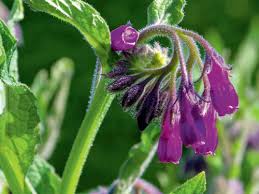 So pflanzen, pflegen und ernten sie die hilfreiche staude richtig. Beinwell Zierstaude Und Heilpflanze Gartenflora