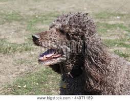 Browns have a reputation of being the clowns of the standard poodle. Brown Standard Poodle Head And Shoulders Panting Poster Id 44071189