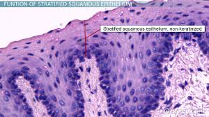 1.stratum basale is a single layer of cuboidal to columnar cell rest on a wavy basement membrane. What Is Stratified Squamous Epithelium Video Lesson Transcript Study Com