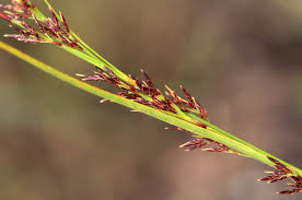 Image result for Costularia