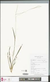 Image result for Coelachne africana