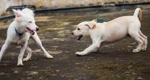 Not only were we able to teach effectively online, we've also been able to provide our local students with wonderful socialization opportunities. Puppy Socialization What You Need To Know Petcoach