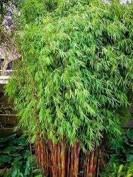 Black Bamboo Plants For Sale Gauteng Beautiful B Q Bamboo Plants Only On This Page Bamboo Plants Bamboo Landscape Black Bamboo Plant